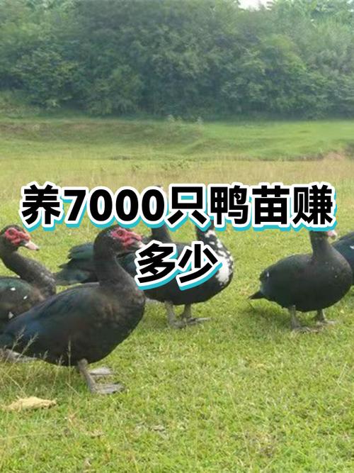 养鸭赚赚靠谱吗截图