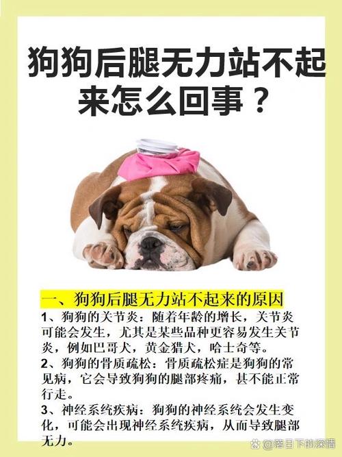 狗狗后腿无力站不起来怎么回事截图