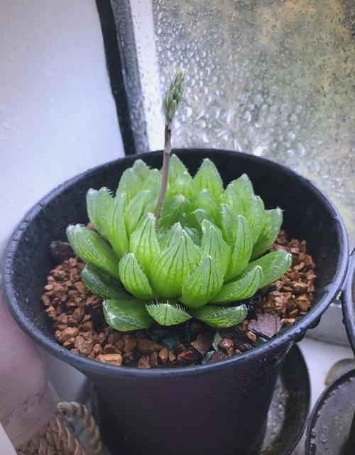 玉露花图片大全