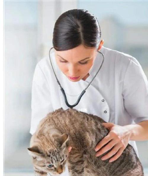 养猫有什么害处和危害缩略图