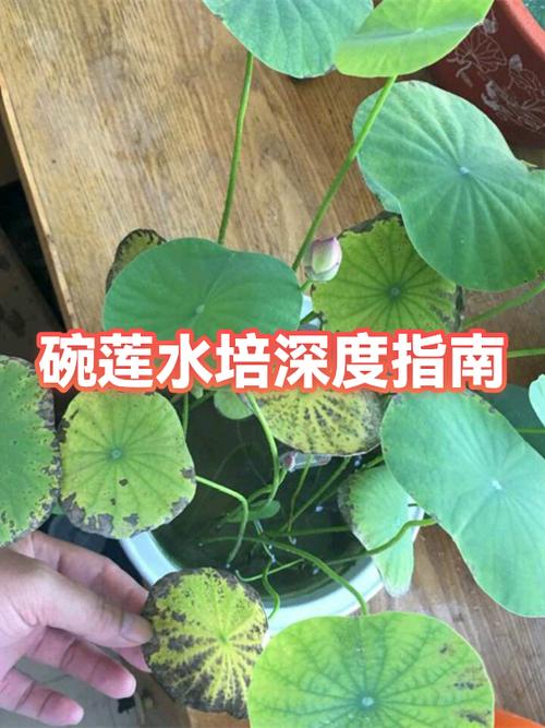 碗莲的种植方法水培视频教程