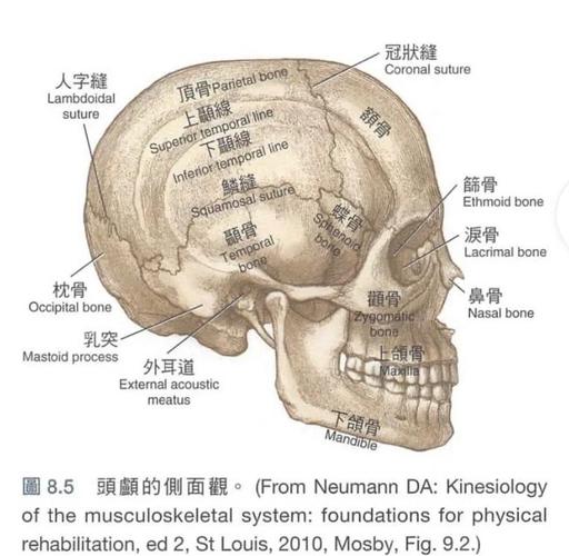 血污染血的头骨在哪里