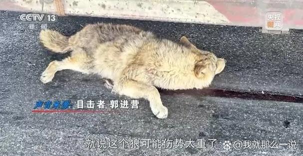 红狼死了到哪找第三个伙伴截图