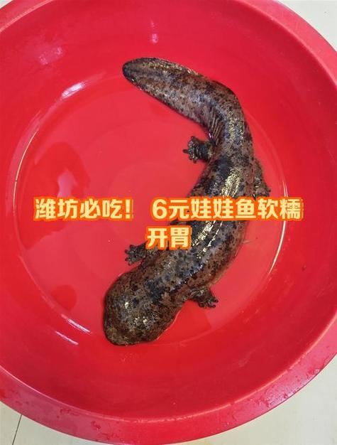 娃娃鱼为何尽量少吃