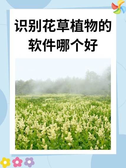 花草识别