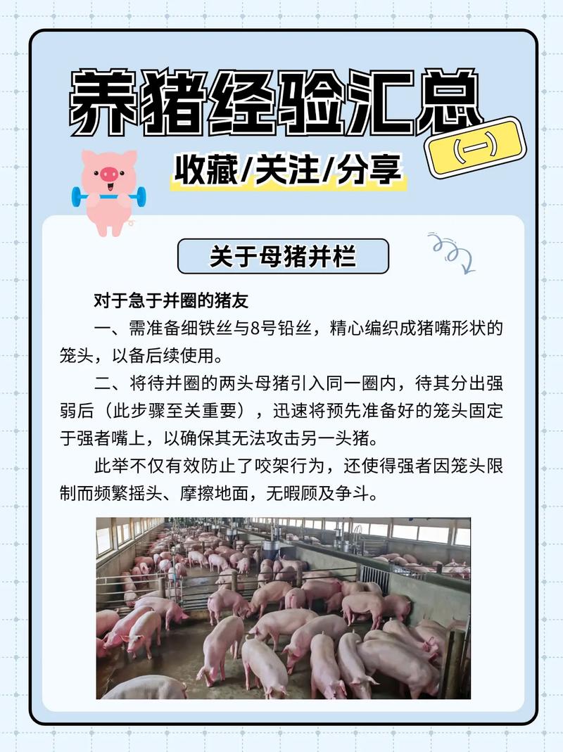 快手养猪