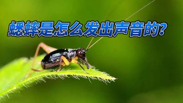 蟋蟀的叫声视频