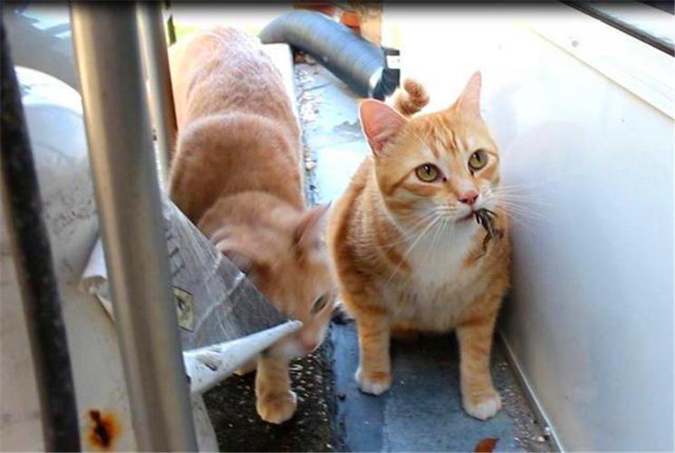 猫和蜥蜴图标