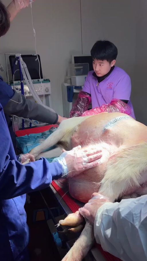 羊公子做手术哭了