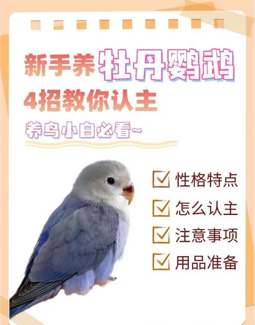 养鹦鹉的基本知识图标