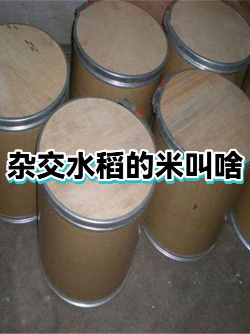 大米学名叫什么