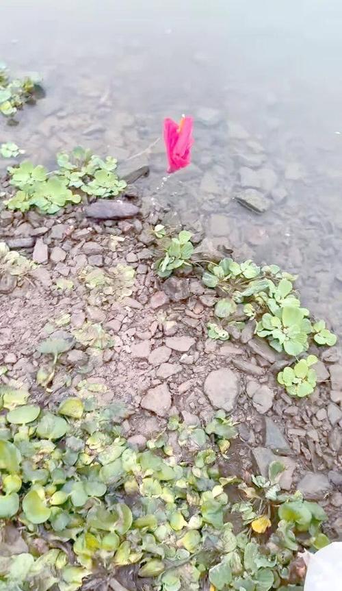 钓鱼红包版下载缩略图