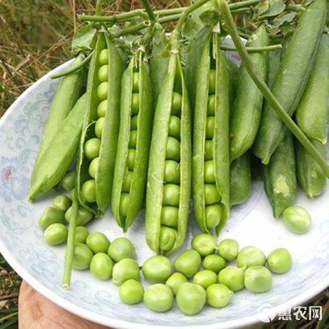 小米相册历史版本豌豆荚
