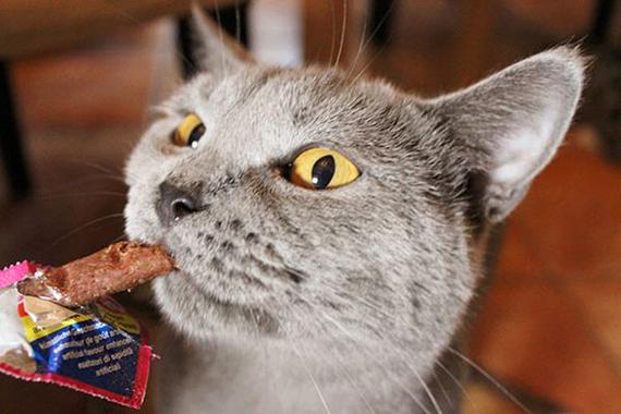 小猫咪吃什么食物最好截图