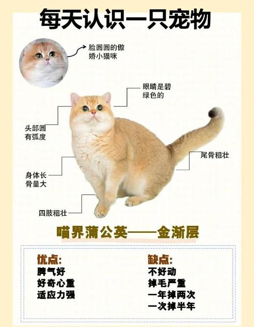 金渐层猫最贵三个颜色
