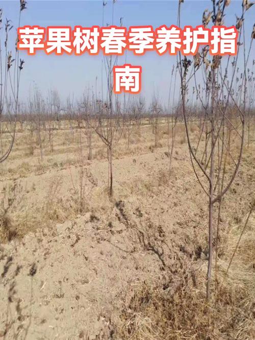 苹果树冻伤后怎么解决