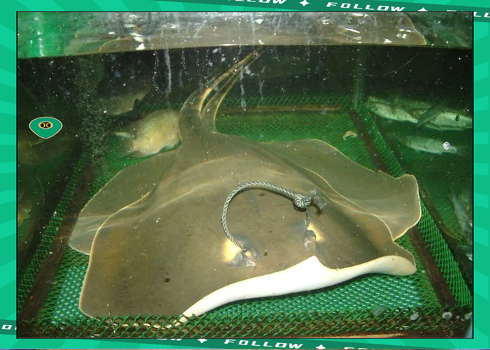 魔鬼鱼功效与作用截图