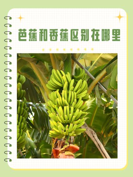 芭蕉和香蕉区别在哪里图标