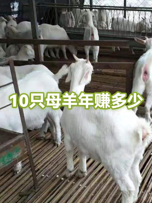 养10只羊一年的费用