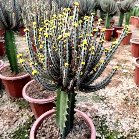 爱开花的盆栽植物游戏截图