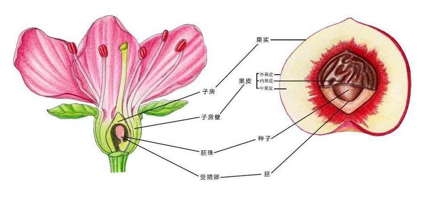 果是植物的什么器官