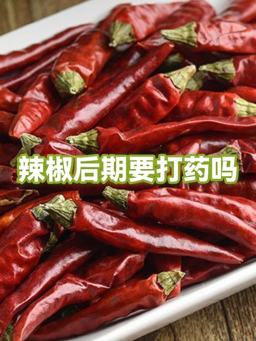 吃药可以吃青椒吗图标