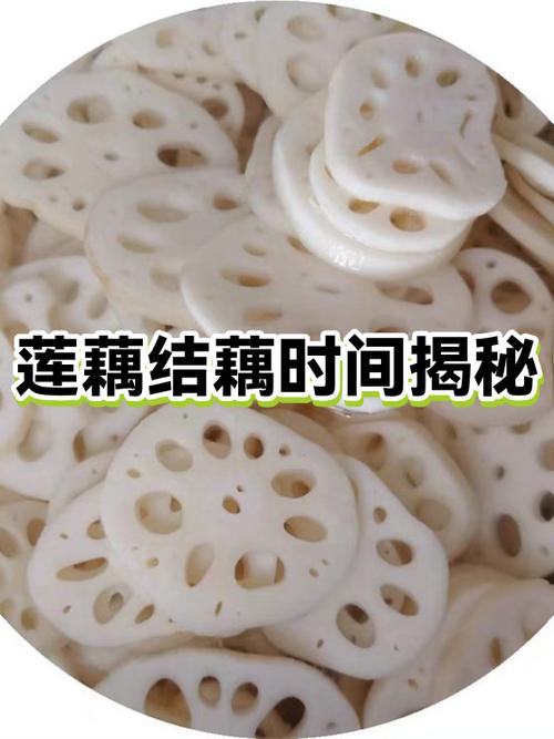 莲藕结的作用是什么
