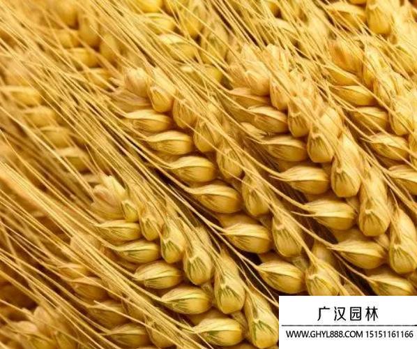 优大麦新闻