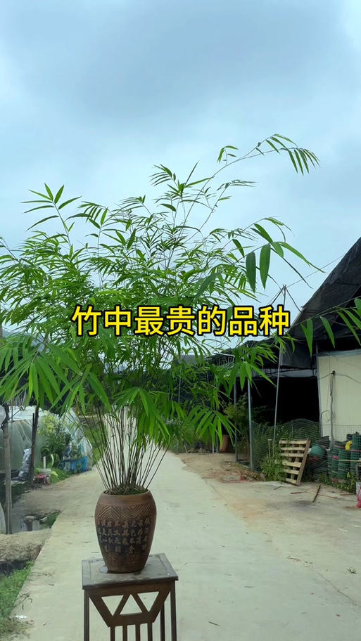 北方竹子最好三个品种缩略图
