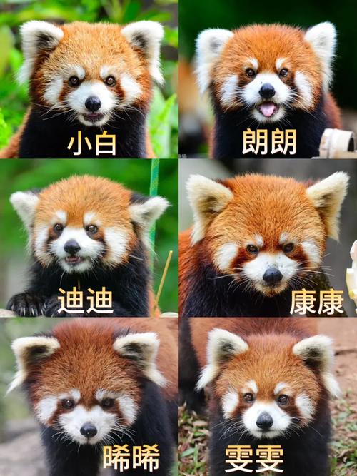 小熊猫品种