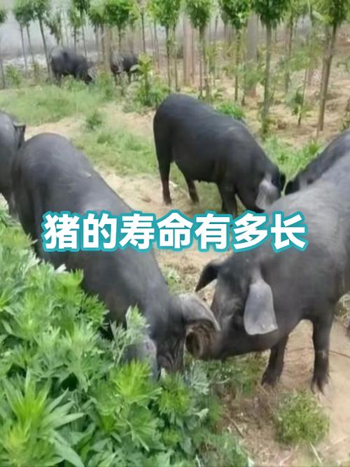 猪寿命能活多久
