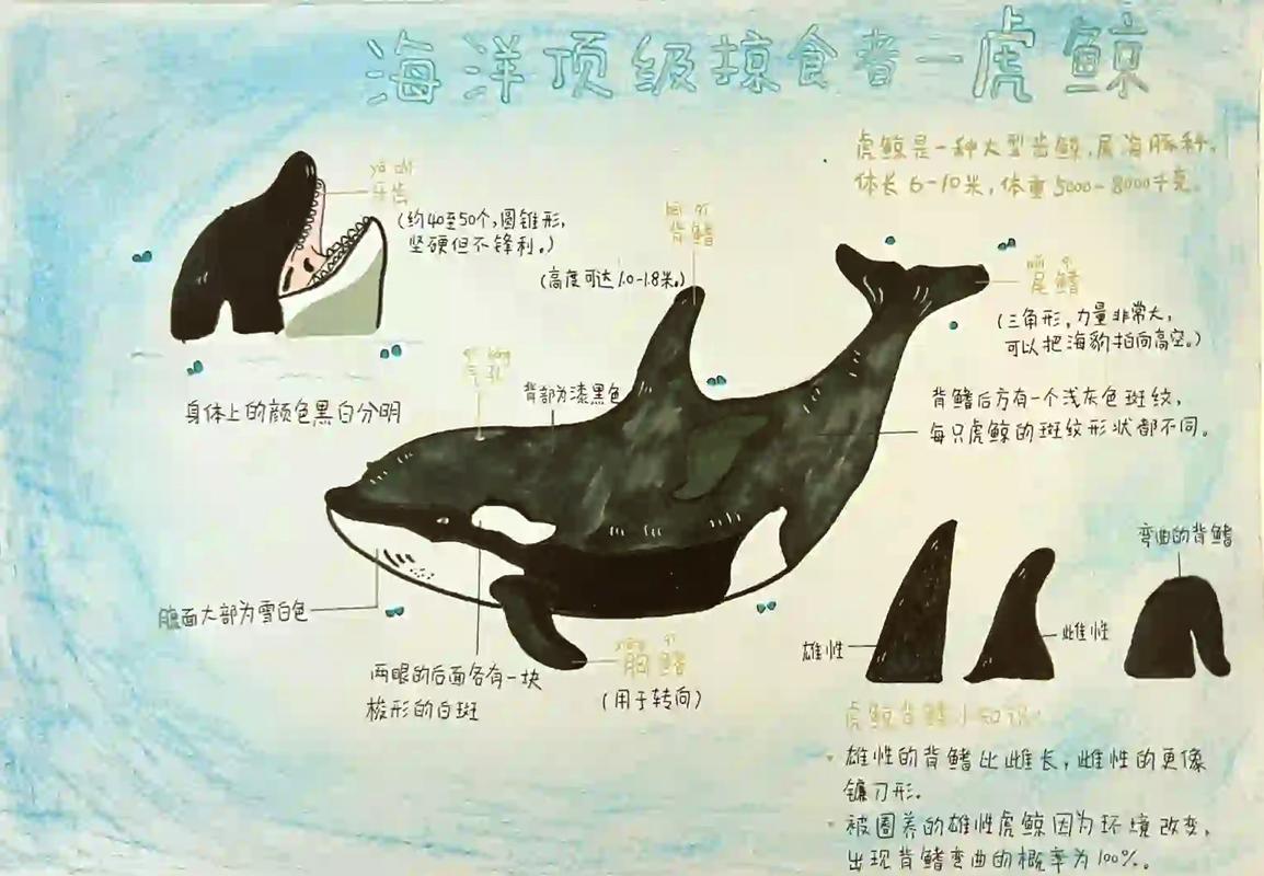 一只虎鲸值多少人民币