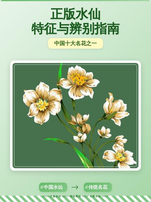 水仙性取向指什么