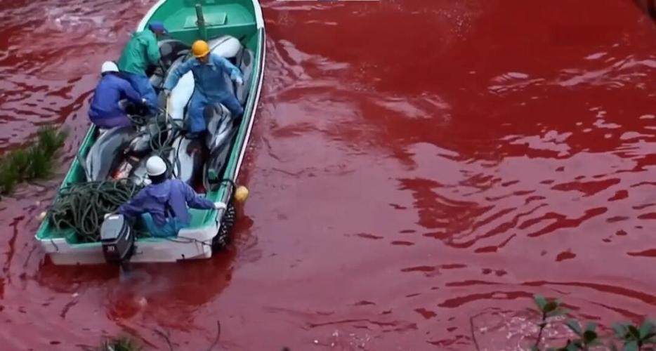 海豚湾 纪录片缩略图