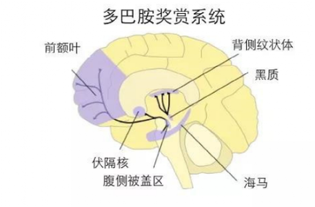 大脑奖励机制截图