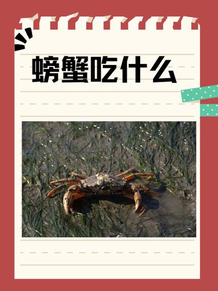 螃蟹有黑色的可以吃吗