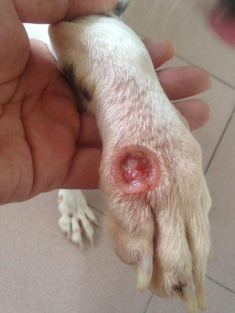 狗狗脓包症状图片