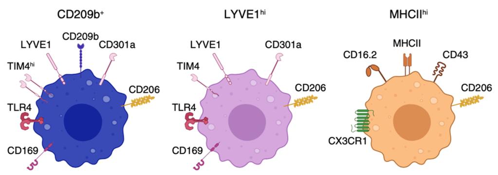 LYVE1巨噬细胞