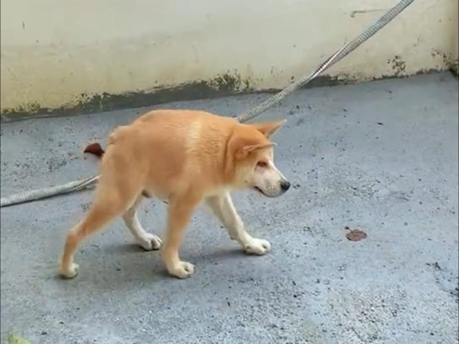 骂人的话狗比是啥意思图标