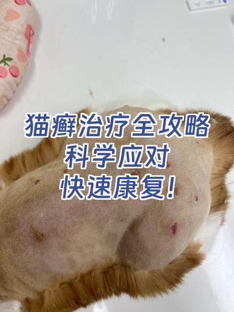 猫长猫癣怎么治疗好得快缩略图