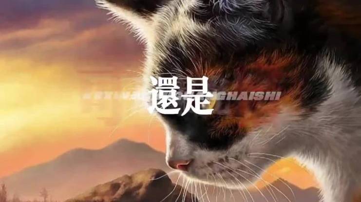 电影《猫武士》在线观看免费