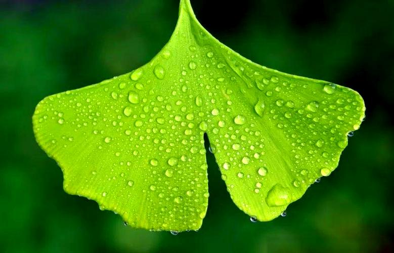 有个绿叶的拍照软件