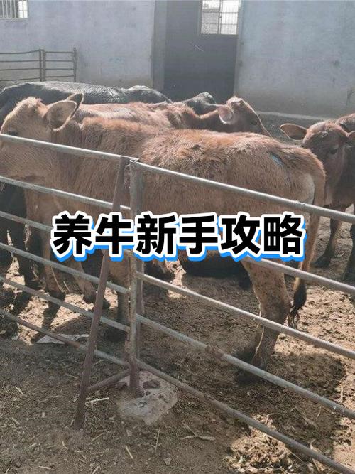 怎样养牛缩略图