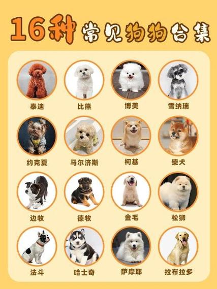 阿尔法犬是什么品种