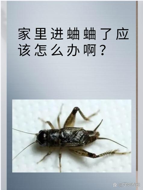蛐蛐进家吉利还是不吉利