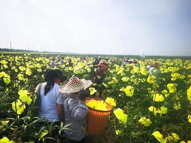 丰收赚游戏截图