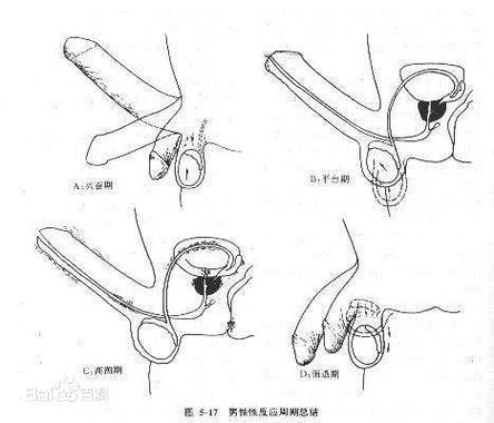 男性按什么部位排精