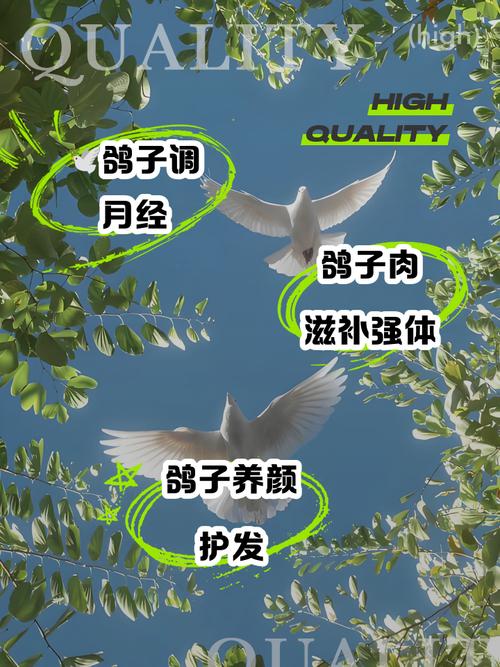 鸽子退料了怎么办