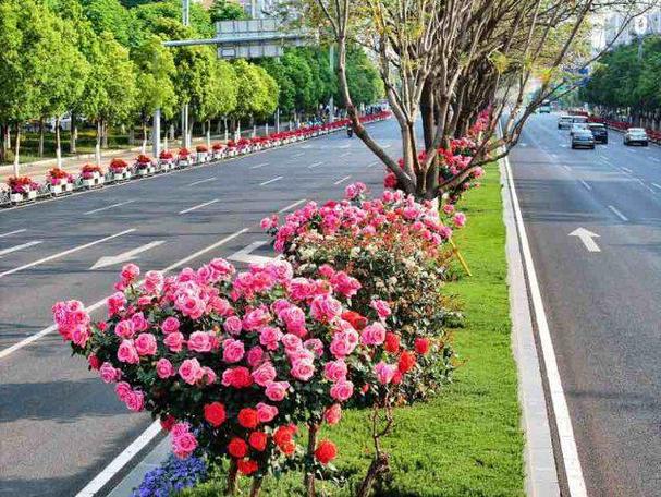 路边绿化花大全及图片