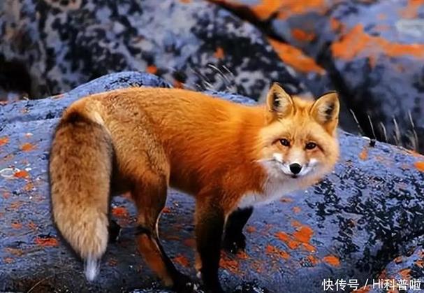 狐狸一般多大